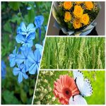 Thành lập văn phòng đại diện công ty nước ngoài tại Bắc Kạn 6 Muốn thành lập văn phòng đại diện công ty nước ngoài Bắc Kạn