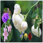giayphepgm.com muon thay doi thanh vien gop von cong ty tnhh 2 thanh vien tro len tai huyen an lao