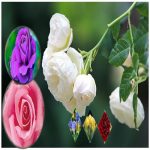 Thay đổi thành viên góp vốn công ty TNHH 2 thành viên Quận Cẩm Lệ 6 Thay đổi thành viên góp vốn công ty TNHH 2TV trở lên tại Quận Cẩm Lệ