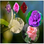 Thay đổi thành viên góp vốn công ty TNHH 2 thành viên TP Cần Thơ 6 Thay đổi thành viên góp vốn công ty TNHH 2TV trở lên tại TP Cần Thơ