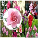 Thay đổi thành viên góp vốn công ty TNHH 2 thành viên TT Huế 6 Thay đổi thành viên góp vốn công ty TNHH 2TV trở lên tại TT Huế