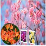 Xin giấy chứng nhận đầu tư cho người nước ngoài tại Lào Cai 6 Xin giấy chứng nhận đầu tư cho người nước ngoài Lào Cai