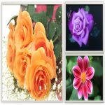 Xin giấy chứng nhận đầu tư cho người nước ngoài tại Long An 6 Xin giấy chứng nhận đầu tư cho người nước ngoài Long An