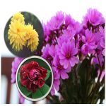 Xin giấy phép an ninh trật tự tại Long An 6 Cần xin giấy phép ANTT tại Long An