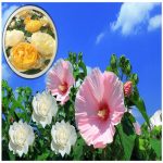 Xin giấy phép an ninh trật tự tại Tiền Giang 6 Cần xin giấy phép ANTT tại Tiền Giang