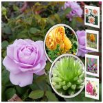 Dịch vụ xin giấy phép công bố thực phẩm nhập khẩu