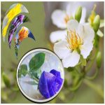 Xin giấy phép tư vấn du học Hà Giang 6 Dịch vụ xin giấy phép tư vấn du học Hà Giang