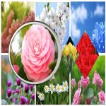 Xin giấy phép tư vấn du học Huyện Bình Chánh 6 Dịch vụ xin giấy phép tư vấn du học Huyện Bình Chánh