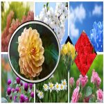 Xin giấy phép tư vấn du học Huyện Cần Giờ 6 Dịch vụ xin giấy phép tư vấn du học Huyện Cần Giờ