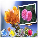 Xin giấy phép tư vấn du học Quận 2 6 Dịch vụ xin giấy phép tư vấn du học Quận 2