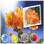 Xin giấy phép tư vấn du học Quận Gò Vấp 6 Dịch vụ xin giấy phép tư vấn du học Quận Gò Vấp