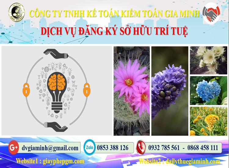 Dịch vụ đăng ký sở hữu trí tuệ tại Bình Định 4 Thủ tục đăng ký sở hữu trí tuệ tại Bình Định