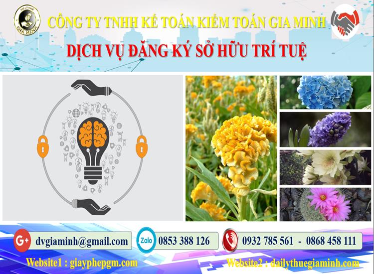 Thủ tục đăng ký sở hữu trí tuệ tại Lai Châu