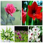 Dịch vụ hải quan TPHCM 6 Tìm dịch vụ hải quan tại TPHCM