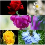 Dịch vụ làm phù hiệu xe tải tại An Giang 6 Tìm xin giấy phép phù hiệu xe tải tại An Giang