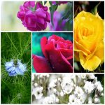 Dịch vụ làm phù hiệu xe tải tại Bắc Kạn 6 Tìm xin giấy phép phù hiệu xe tải tại Bắc Kạn