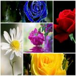 Dịch vụ làm phù hiệu xe tải tại Cao Bằng 6 Tìm xin giấy phép phù hiệu xe tải tại Cao Bằng