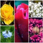 Dịch vụ làm phù hiệu xe tải tại Hải Dương 6 Tìm xin giấy phép phù hiệu xe tải tại Hải Dương