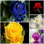 Dịch vụ làm phù hiệu xe tải tại Huế 6 Tìm xin giấy phép phù hiệu xe tải tại Huế