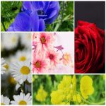 Dịch vụ làm phù hiệu xe tải tại Hưng Yên 6 Tìm xin giấy phép phù hiệu xe tải tại Hưng Yên