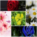 Dịch vụ làm phù hiệu xe tải tại Lào Cai 6 Tìm xin giấy phép phù hiệu xe tải tại Lào Cai