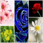 Dịch vụ làm phù hiệu xe tải tại Nam Định 6 Tìm xin giấy phép phù hiệu xe tải tại Nam Định