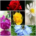 Dịch vụ làm phù hiệu xe tải tại Ninh Bình 6 Tìm xin giấy phép phù hiệu xe tải tại Ninh Bình