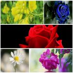Dịch vụ làm phù hiệu xe tải tại Phú Quốc 6 Tìm xin giấy phép phù hiệu xe tải tại Phú Quốc