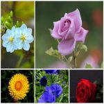 Dịch vụ làm phù hiệu xe tải tại Quảng Bình 6 Tìm xin giấy phép phù hiệu xe tải tại Quảng Bình