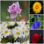 Dịch vụ làm phù hiệu xe tải tại Quảng Trị 6 Tìm xin giấy phép phù hiệu xe tải tại Quảng Trị