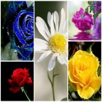 Dịch vụ làm phù hiệu xe tải tại Thái Bình 6 Tìm xin giấy phép phù hiệu xe tải tại Thái Bình