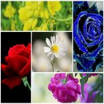 Dịch vụ làm phù hiệu xe tải tại TP Hồ Chí Minh 6 Tìm xin giấy phép phù hiệu xe tải tại TP Hồ Chí Minh