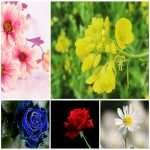 Dịch vụ làm phù hiệu xe tải tại TT Huế 6 Tìm xin giấy phép phù hiệu xe tải tại TT Huế