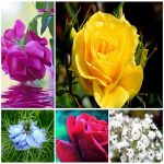 Dịch vụ làm phù hiệu xe tải tại Tuyên Quang 6 Tìm xin giấy phép phù hiệu xe tải tại Tuyên Quang