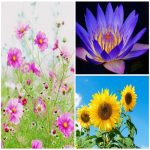 Công bố thực phẩm là gì? 4 thủ tục đăng ký công bố chất lượng thực phẩm tại việt nam