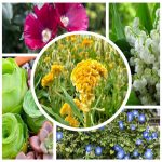 Hợp pháp hóa lãnh sự là gì? 8 Hợp pháp hóa lãnh sự là gì
