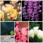 Thủ tục đăng ký giấy phép kinh doanh tại Hậu Giang 6 Muốn đăng ký giấy phép kinh doanh tại Hậu Giang