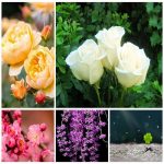 Thủ tục đăng ký giấy phép kinh doanh tại Lào Cai 6 Muốn đăng ký giấy phép kinh doanh tại Lào Cai