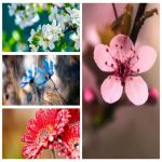 Giấy phép attp quán cháo ếch