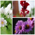 NHẬP KHẨU GĂNG TAY Y TẾ SỬ DỤNG PHẪU THUẬT 3 QUY TRÌNH NK GĂNG TAY Y TẾ SỬ DỤNG PHẪU THUẬT