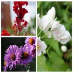 TƯ VẤN PHÁP LUẬT VỀ GIẢI THỂ DOANH NGHIỆP
