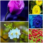 Cấp phép nhập khẩu thuốc lá phục vụ kinh doanh miễn thuế 1 Cấp phép nhập khẩu thuốc lá phục vụ kinh doanh miễn thuế
