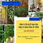 TRÌNH TỰ CẤP QUYẾT ĐỊNH CÔNG NHẬN LƯU HÀNH GIỐNG CÂY TRỒNG 6 Quy định về trình tự thủ tục tự công bố lưu hành giống cây trồng