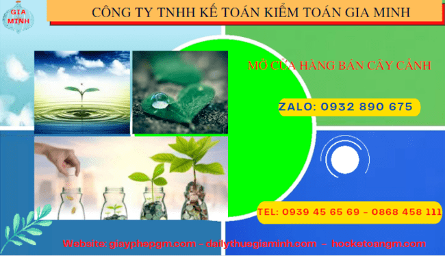 Mở cửa hàng bán cây cảnh tại Bình Định 6 Kinh nghiệm mở cửa hàng bán cây cảnh tại Bình Định
