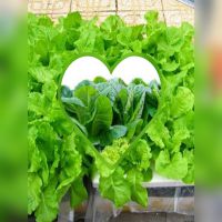 Đăng ký mã số mã vạch rau củ quả 6 Dịch vụ cung cấp mã số mã vạch rau củ quả nhanh t