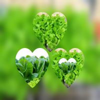 Thành lập công ty kinh doanh rau sạch