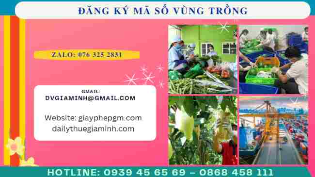 Đăng ký mã số vùng trồng nông sản xuất khẩu sang trung quốc 8 Hướng dẫn đăng ký mã số vùng trồng nông sản xuất khẩu sang Trung Quốc