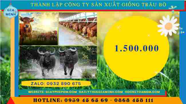 Thành lập công ty sản xuất giống trâu bò 11 Chi phí thành lập công ty sản xuất giống trâu bò