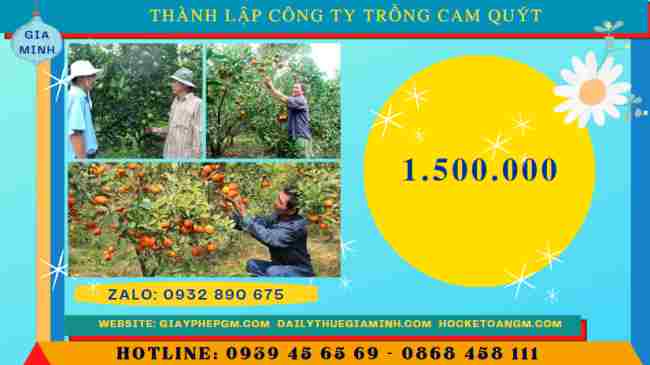 Chi phí thành lập công ty trồng cam, quýt
