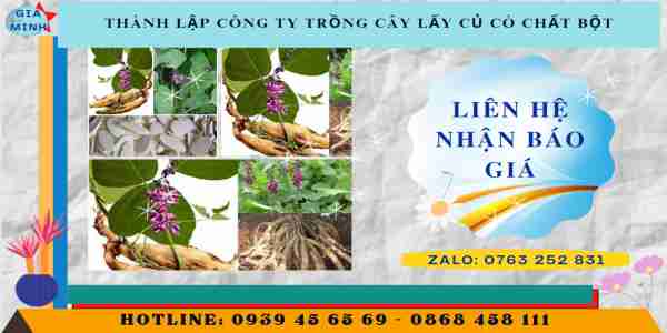 THÀNH LẬP CÔNG TY TRỒNG CÂY LẤY CỦ CÓ CHẤT BỘT 13 Chí phí thành lập công ty trồng cây lấy củ
